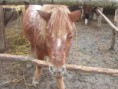/album/galleria-fotografica/pony-jpg/