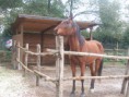 /album/galleria-fotografica/cavallo-jpg/