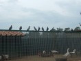 /album/galleria-fotografica/galline-jpg/